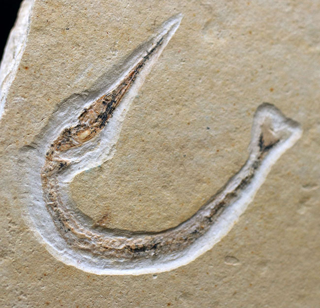 ベリーレア！滅多に入手できない！吻部が異様に長い白亜紀の魚類、リンコデルセチス（Rhynchodercetis）の完全体化石（その8）