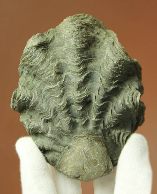 ロマンあふれる古代のカキの化石。珍しいペルー産。(その1)
