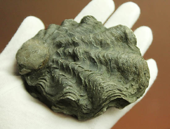 ロマンあふれる古代のカキの化石。珍しいペルー産。(その10)