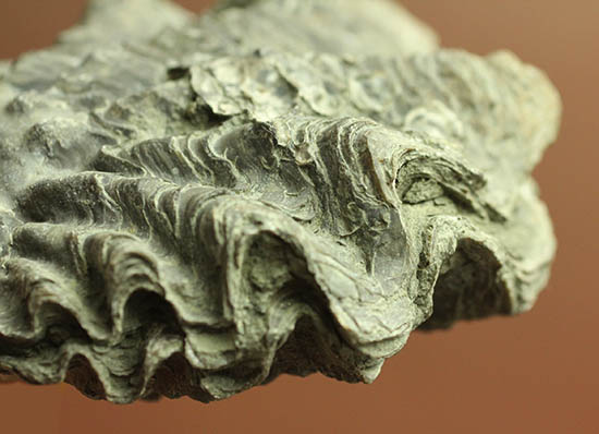ロマンあふれる古代のカキの化石。珍しいペルー産。(その11)