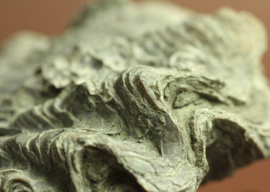 ロマンあふれる古代のカキの化石。珍しいペルー産。(その12)