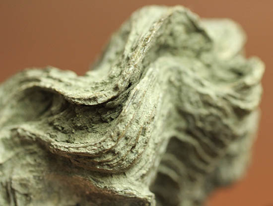 ロマンあふれる古代のカキの化石。珍しいペルー産。(その13)