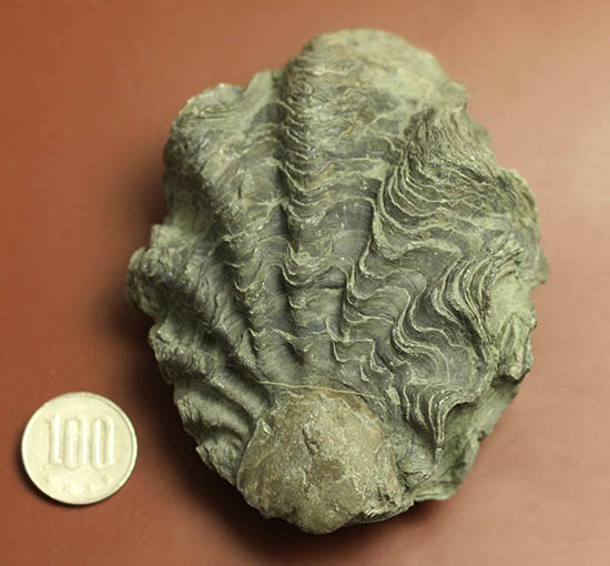 ロマンあふれる古代のカキの化石。珍しいペルー産。(その14)