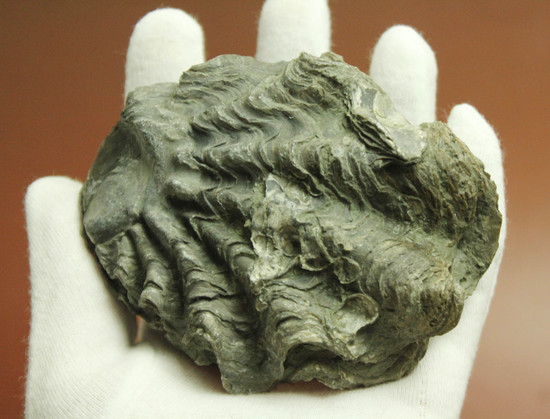 ロマンあふれる古代のカキの化石。珍しいペルー産。(その4)