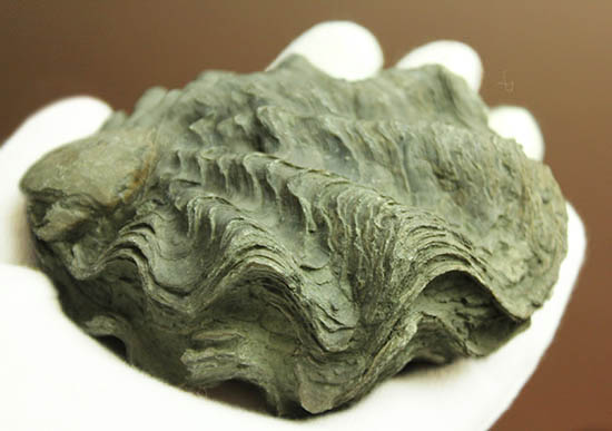 ロマンあふれる古代のカキの化石。珍しいペルー産。(その5)