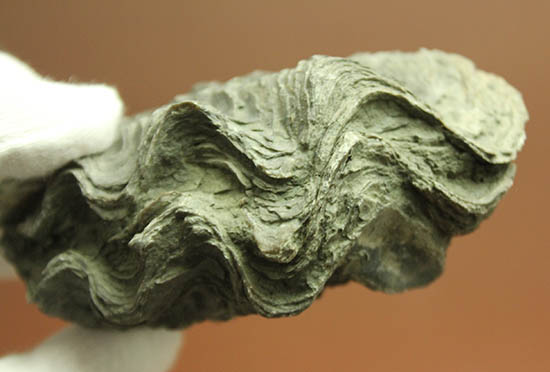 ロマンあふれる古代のカキの化石。珍しいペルー産。(その6)