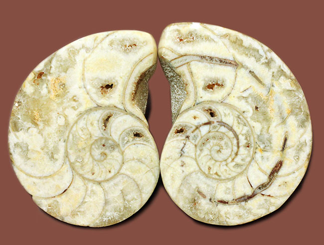 珍しい乳白色。1億年前のオウムガイの化石のカット＆ポリッシュ標本（その1）