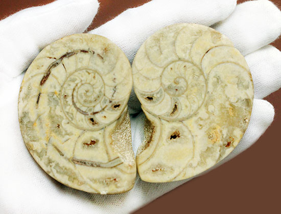 珍しい乳白色。1億年前のオウムガイの化石のカット＆ポリッシュ標本（その2）