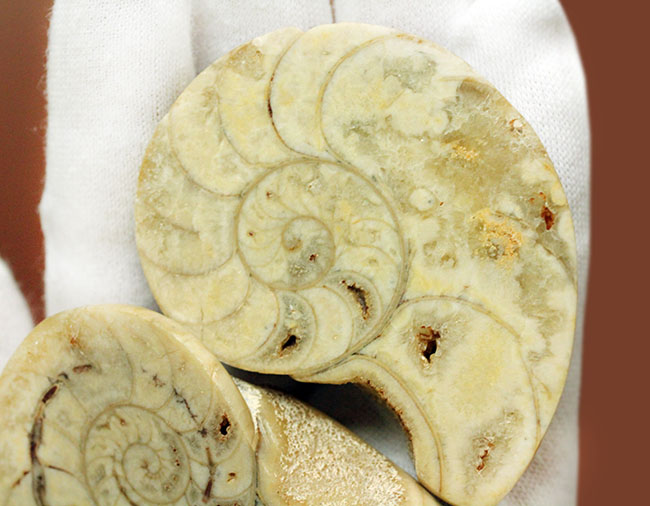 珍しい乳白色。1億年前のオウムガイの化石のカット＆ポリッシュ標本