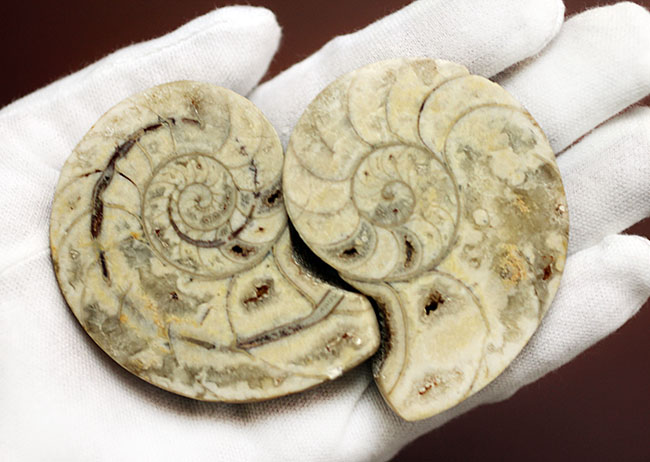 珍しい乳白色。1億年前のオウムガイの化石のカット＆ポリッシュ標本（その7）