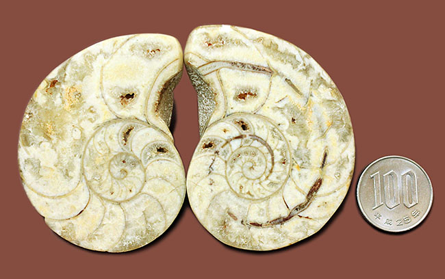 珍しい乳白色。1億年前のオウムガイの化石のカット＆ポリッシュ標本（その8）