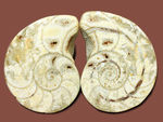 珍しい乳白色。1億年前のオウムガイの化石のカット＆ポリッシュ標本