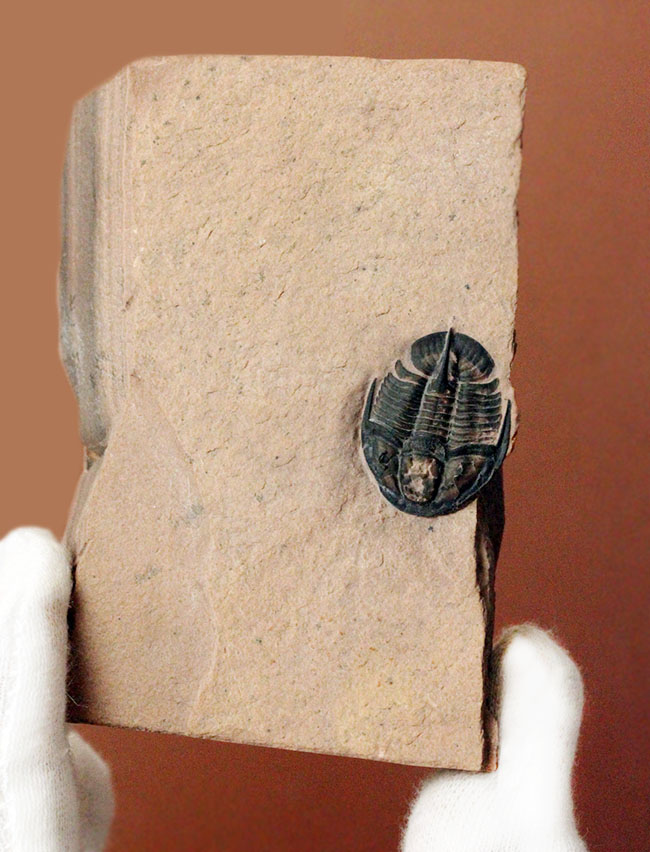 ヘビーコレクター限定標本。激レア品!三葉虫ゲネヴィエヴェラ・グラヌラトゥス(Genevievella granulatus)米国ユタ州ウィークス層産。(その10)