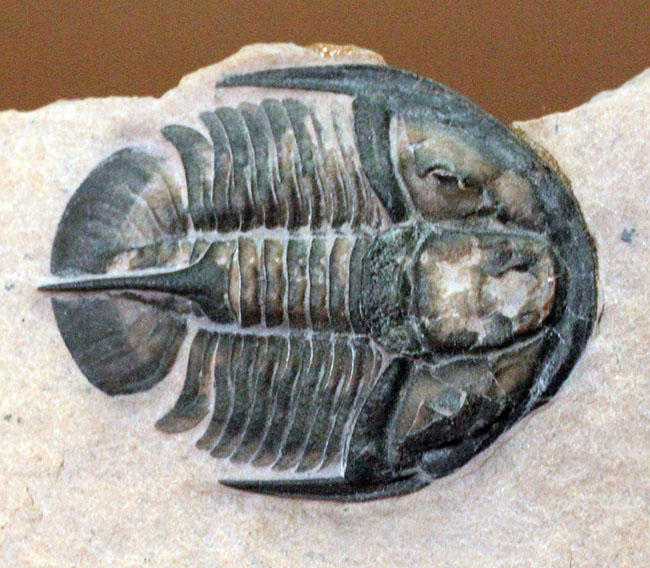 ヘビーコレクター限定標本。激レア品!三葉虫ゲネヴィエヴェラ・グラヌラトゥス(Genevievella granulatus)米国ユタ州ウィークス層産。(その11)