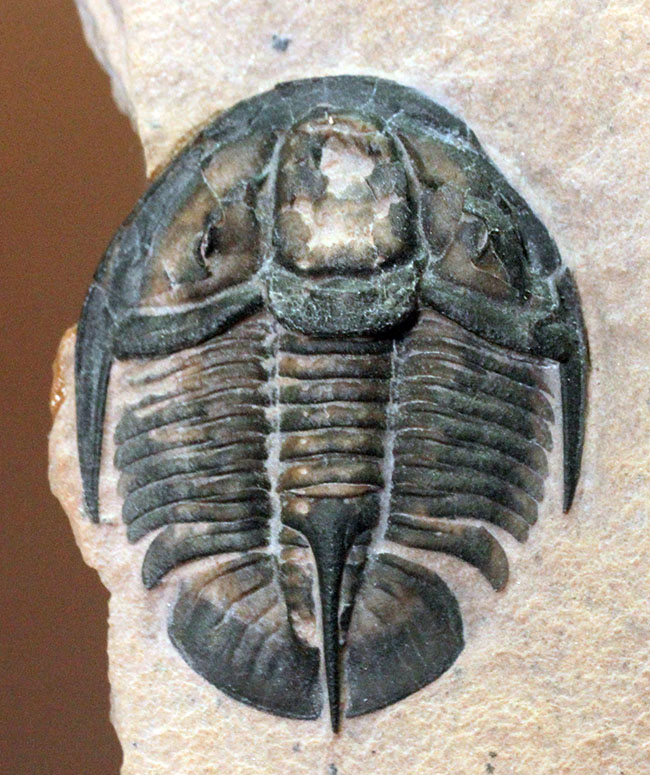 ヘビーコレクター限定標本。激レア品!三葉虫ゲネヴィエヴェラ・グラヌラトゥス(Genevievella granulatus)米国ユタ州ウィークス層産。(その2)