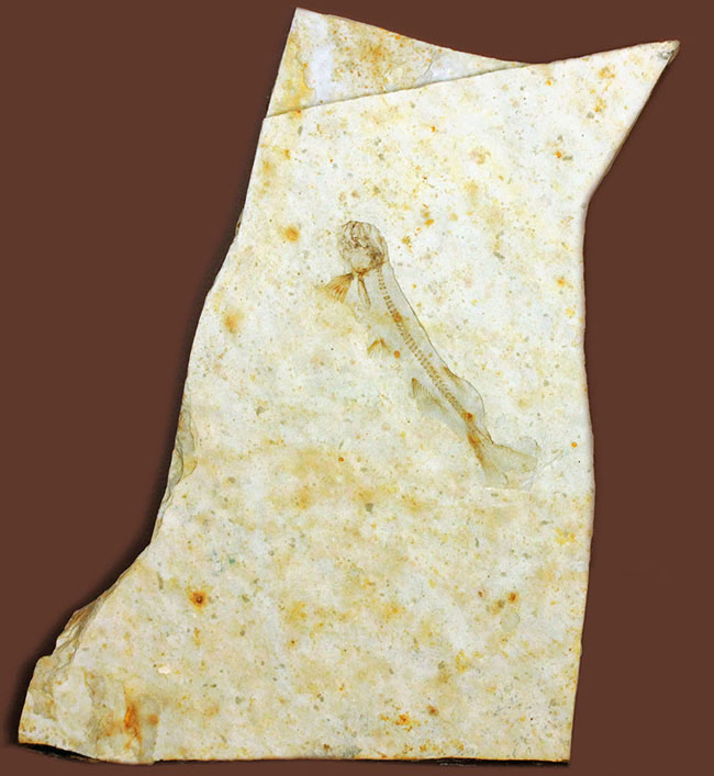 中生代白亜紀の淡水魚、中国遼寧省産リコプテラ（Lycoptera sp.）の化石（その1）