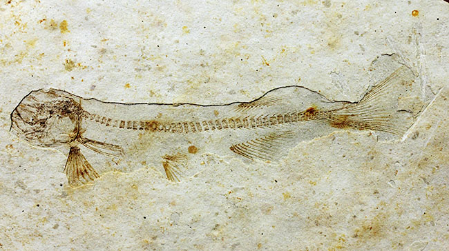 中生代白亜紀の淡水魚、中国遼寧省産リコプテラ（Lycoptera sp.）の化石（その10）