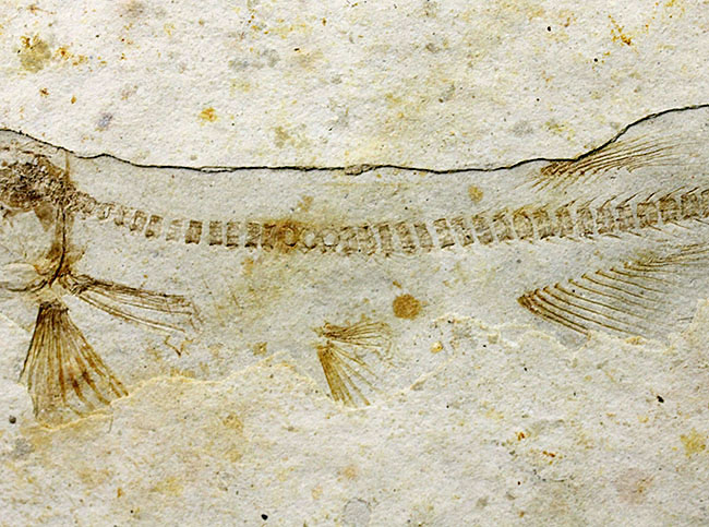 中生代白亜紀の淡水魚、中国遼寧省産リコプテラ（Lycoptera sp.）の化石（その4）