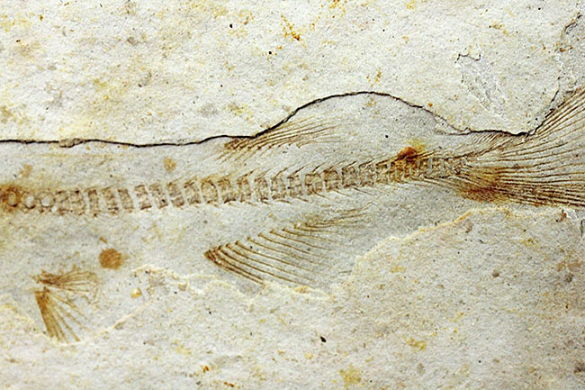 中生代白亜紀の淡水魚、中国遼寧省産リコプテラ（Lycoptera sp.）の化石（その5）