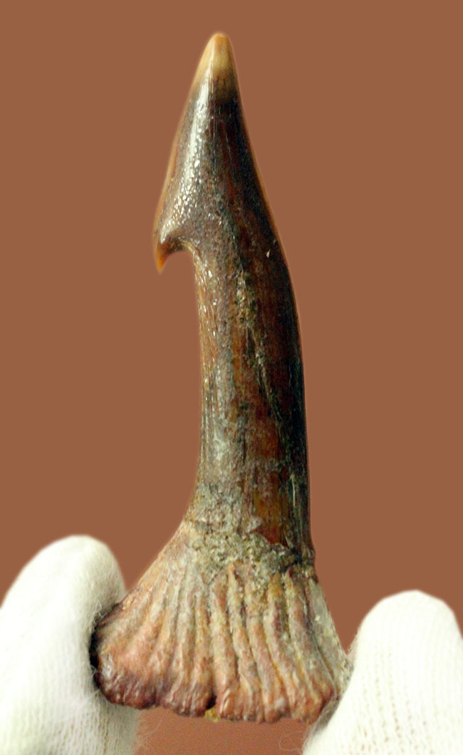 古代のノコギリエイの歯化石（Onchopristis）専用ケース付き。（その1）