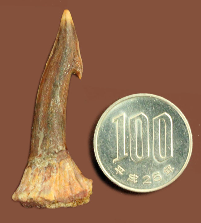 古代のノコギリエイの歯化石（Onchopristis）専用ケース付き。（その10）