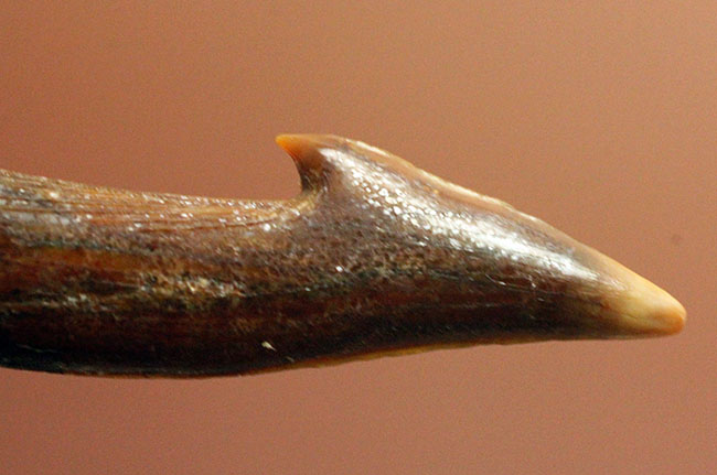 古代のノコギリエイの歯化石(Onchopristis)専用ケース付き。(その2)