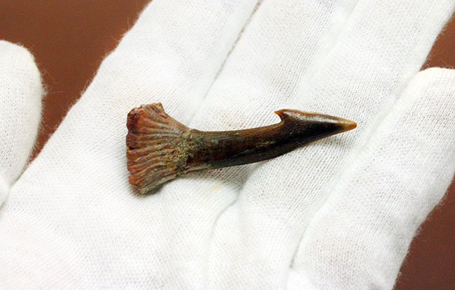 古代のノコギリエイの歯化石（Onchopristis）専用ケース付き。（その3）