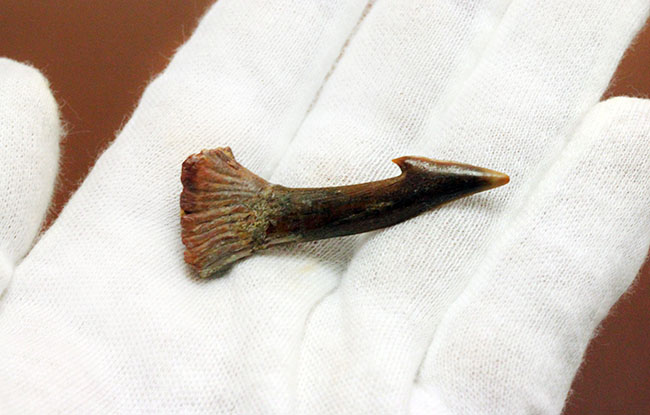 古代のノコギリエイの歯化石(Onchopristis)専用ケース付き。(その3)