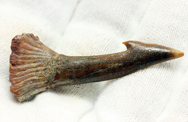 古代のノコギリエイの歯化石（Onchopristis）専用ケース付き。（その4）