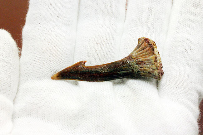 古代のノコギリエイの歯化石（Onchopristis）専用ケース付き。（その5）