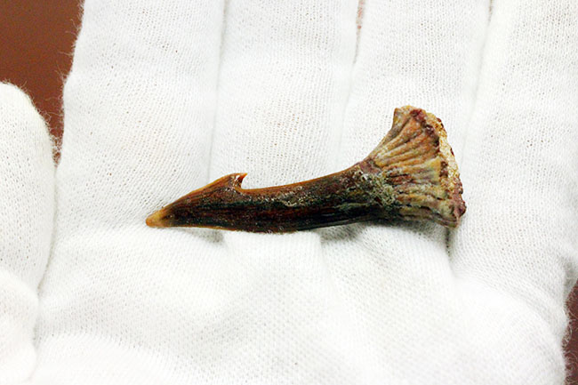 古代のノコギリエイの歯化石(Onchopristis)専用ケース付き。(その5)