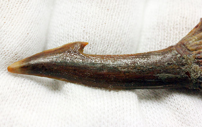 古代のノコギリエイの歯化石(Onchopristis)専用ケース付き。(その6)