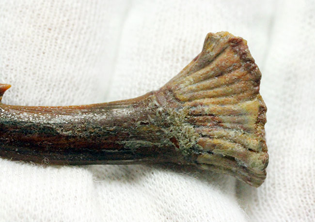 古代のノコギリエイの歯化石(Onchopristis)専用ケース付き。(その7)