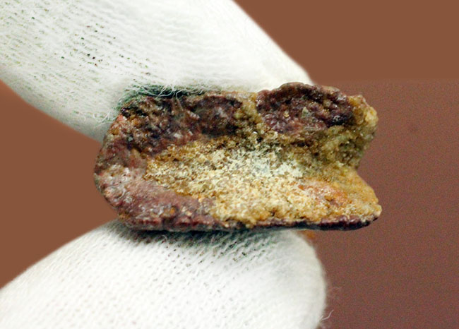 古代のノコギリエイの歯化石(Onchopristis)専用ケース付き。(その8)