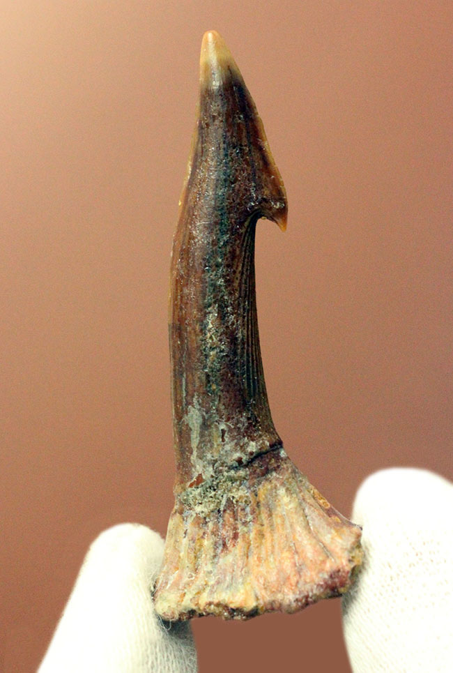 古代のノコギリエイの歯化石(Onchopristis)専用ケース付き。(その9)