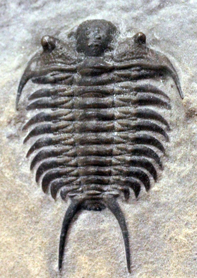 これを超えるセラウルスがいくつあるというのか。北米三葉虫の雄、セラウルス(Ceraurus pleurexanthemus)のパーフェクト標本。(その1)