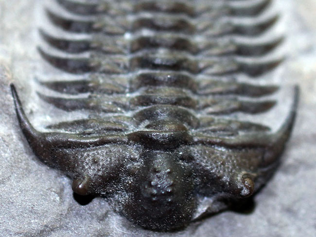 これを超えるセラウルスがいくつあるというのか。北米三葉虫の雄、セラウルス(Ceraurus pleurexanthemus)のパーフェクト標本。(その10)