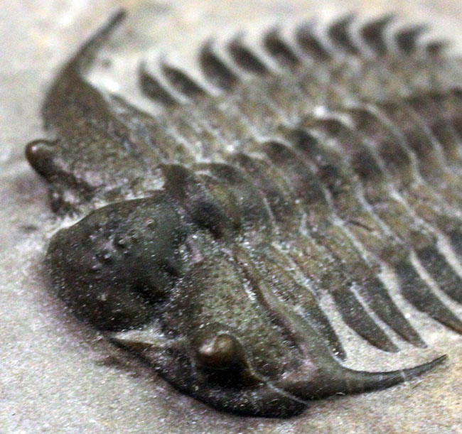これを超えるセラウルスがいくつあるというのか。北米三葉虫の雄、セラウルス(Ceraurus pleurexanthemus)のパーフェクト標本。(その11)