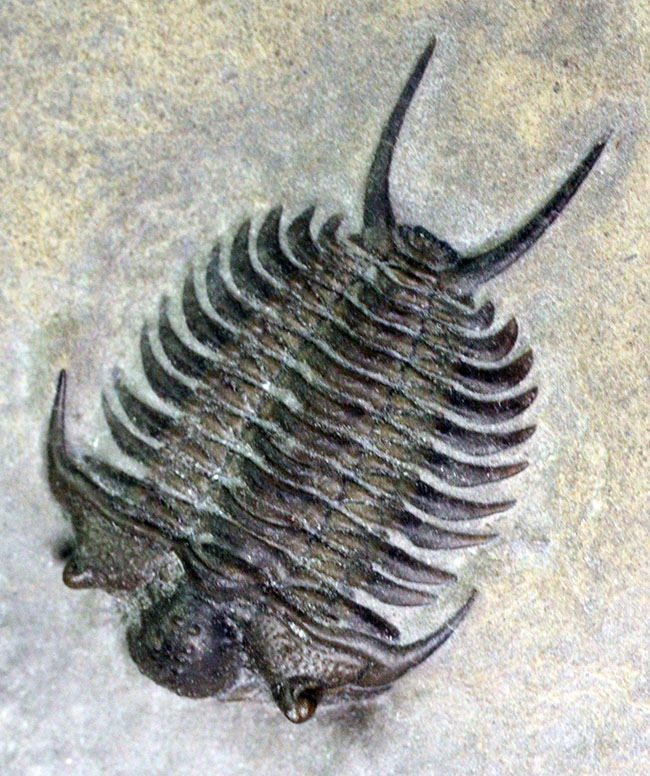 これを超えるセラウルスがいくつあるというのか。北米三葉虫の雄、セラウルス(Ceraurus pleurexanthemus)のパーフェクト標本。(その12)