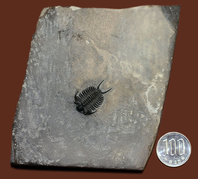 これを超えるセラウルスがいくつあるというのか。北米三葉虫の雄、セラウルス(Ceraurus pleurexanthemus)のパーフェクト標本。(その14)