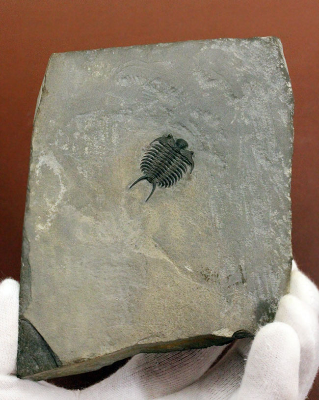 これを超えるセラウルスがいくつあるというのか。北米三葉虫の雄、セラウルス(Ceraurus pleurexanthemus)のパーフェクト標本。(その2)