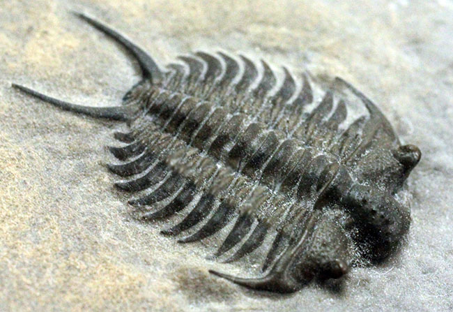 これを超えるセラウルスがいくつあるというのか。北米三葉虫の雄、セラウルス(Ceraurus pleurexanthemus)のパーフェクト標本。(その3)