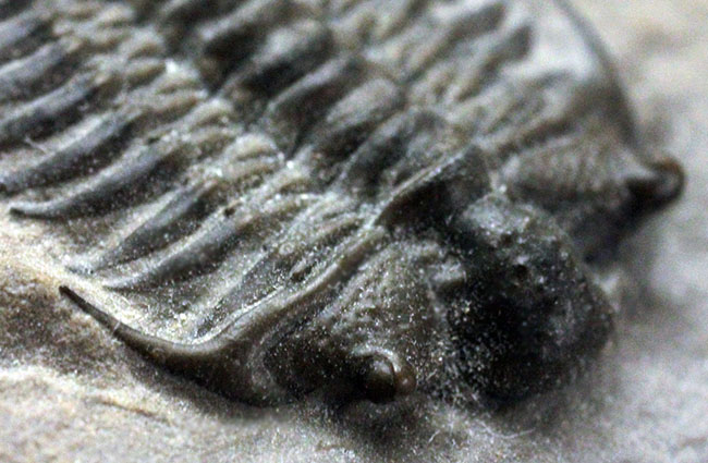 これを超えるセラウルスがいくつあるというのか。北米三葉虫の雄、セラウルス(Ceraurus pleurexanthemus)のパーフェクト標本。(その4)
