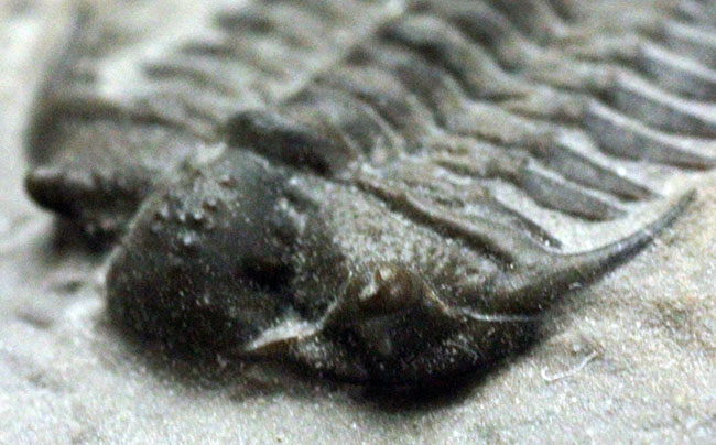これを超えるセラウルスがいくつあるというのか。北米三葉虫の雄、セラウルス(Ceraurus pleurexanthemus)のパーフェクト標本。(その5)