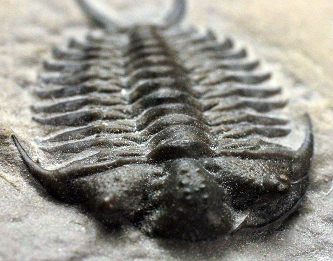 これを超えるセラウルスがいくつあるというのか。北米三葉虫の雄、セラウルス(Ceraurus pleurexanthemus)のパーフェクト標本。(その6)