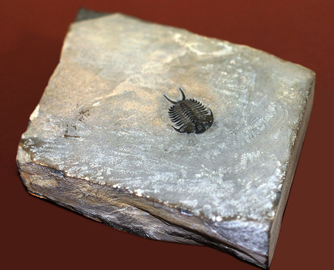 これを超えるセラウルスがいくつあるというのか。北米三葉虫の雄、セラウルス(Ceraurus pleurexanthemus)のパーフェクト標本。(その7)