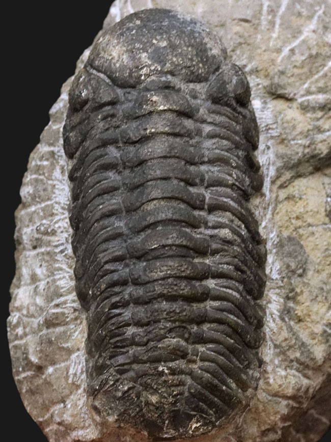 背周り77ミリの迫力サイズ、デボン紀を代表する三葉虫、ファコプス(Phacops)の化石(その1)