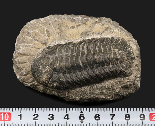 背周り77ミリの迫力サイズ、デボン紀を代表する三葉虫、ファコプス(Phacops)の化石(その10)