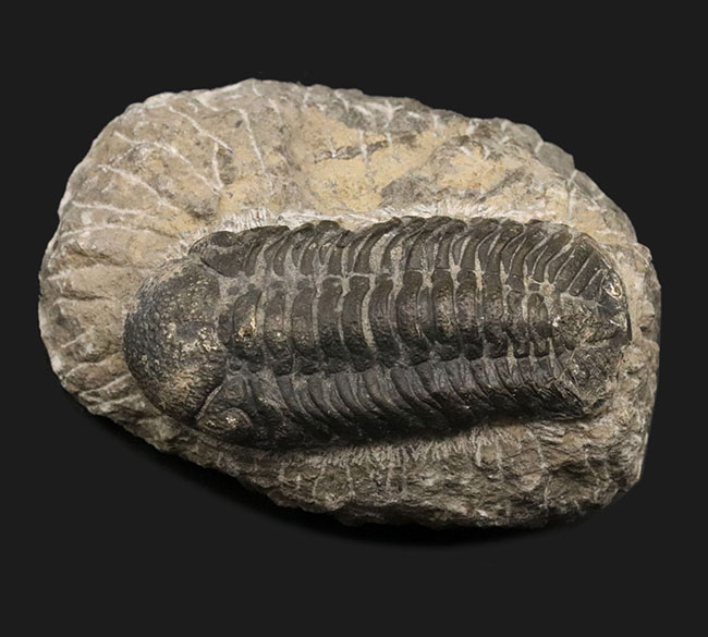 背周り７７ミリの迫力サイズ、デボン紀を代表する三葉虫、ファコプス（Phacops）の化石（その2）