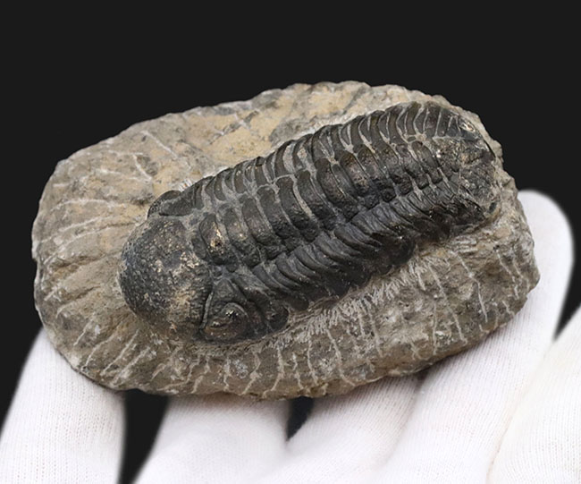 背周り７７ミリの迫力サイズ、デボン紀を代表する三葉虫、ファコプス（Phacops）の化石（その3）